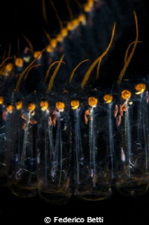 A chain of salps in the dark with some amphipods inside by Federico Betti 